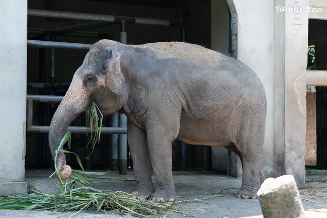 8/25祖父母節 北市動物園邀祖孫共遊漫步 關心老齡動物照顧 | 華視新聞